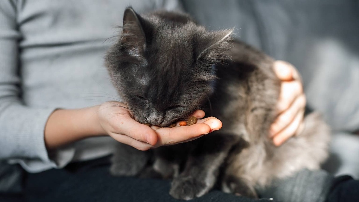 Kitten eats food from a person's hands.