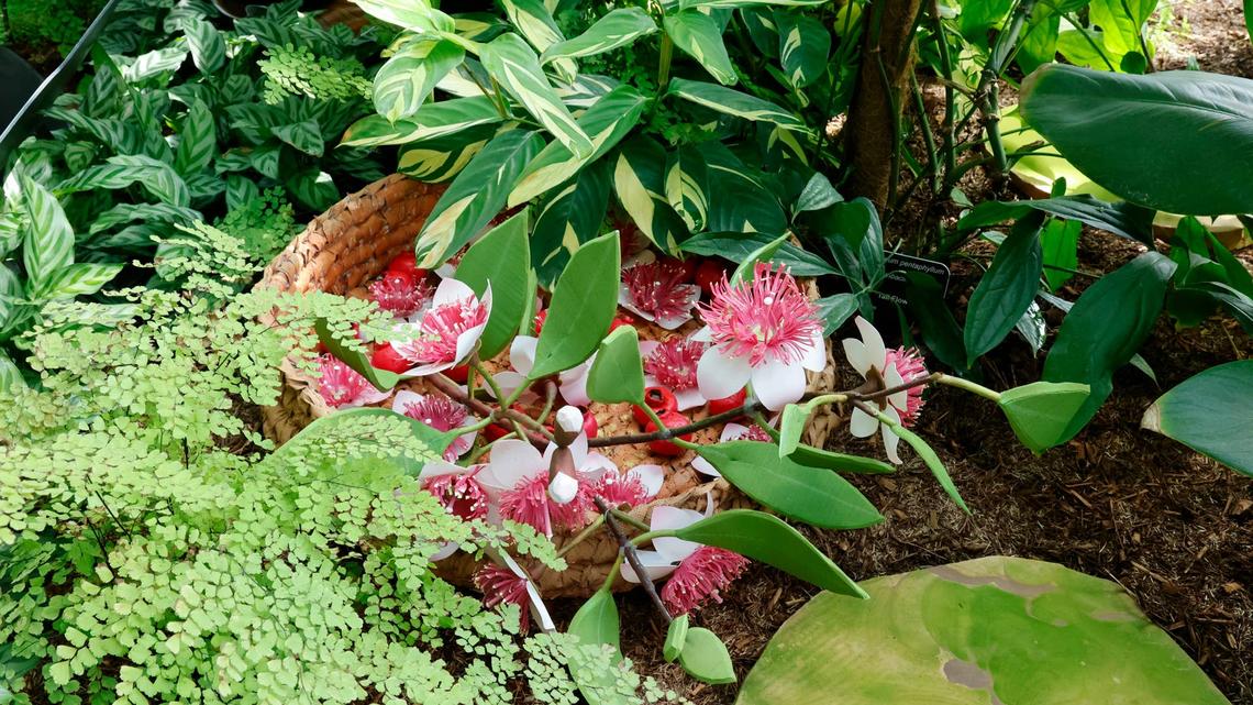 This Edible Plant Will Make Your Yard Look Expensive on a Budget 
