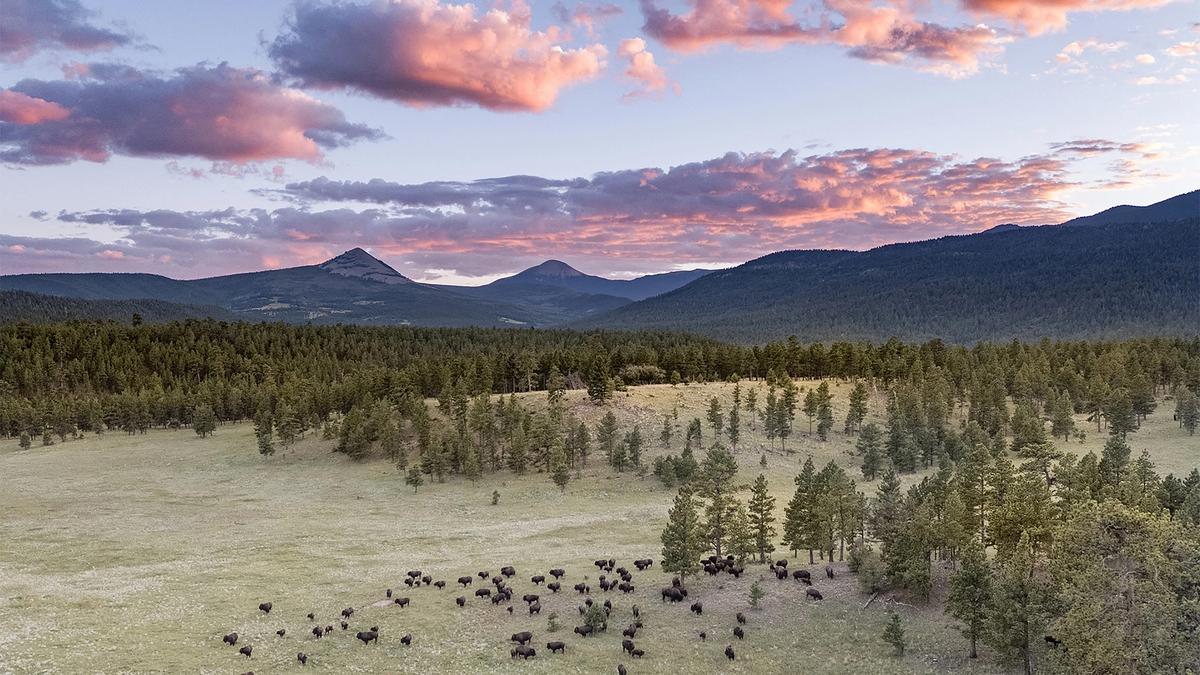 In an undated image provided by Ted Turner Reserves, a herd of bison at Vermejo Park Ranch in Raton, N.M. Ted Turner amassed the largest private herd of bison in North America. (Ted Turner Reserves via The New York Times) -- NO SALES; FOR EDITORIAL USE ONLY WITH NYT STORY TURNER LAND CONSERVATION BY KAYSEN, DRAPER AND HEALY FOR MAY 7, 2026. ALL OTHER USE PROHIBITED. --