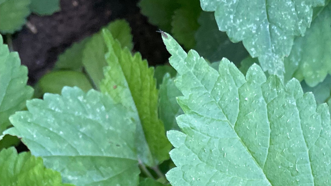 Why 'slash and burn' gardening is the best therapy for invasive plants 