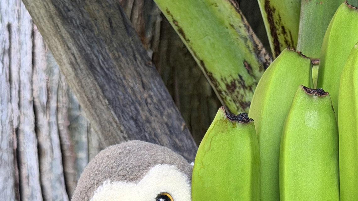 Madeira, wet and dry in luxury