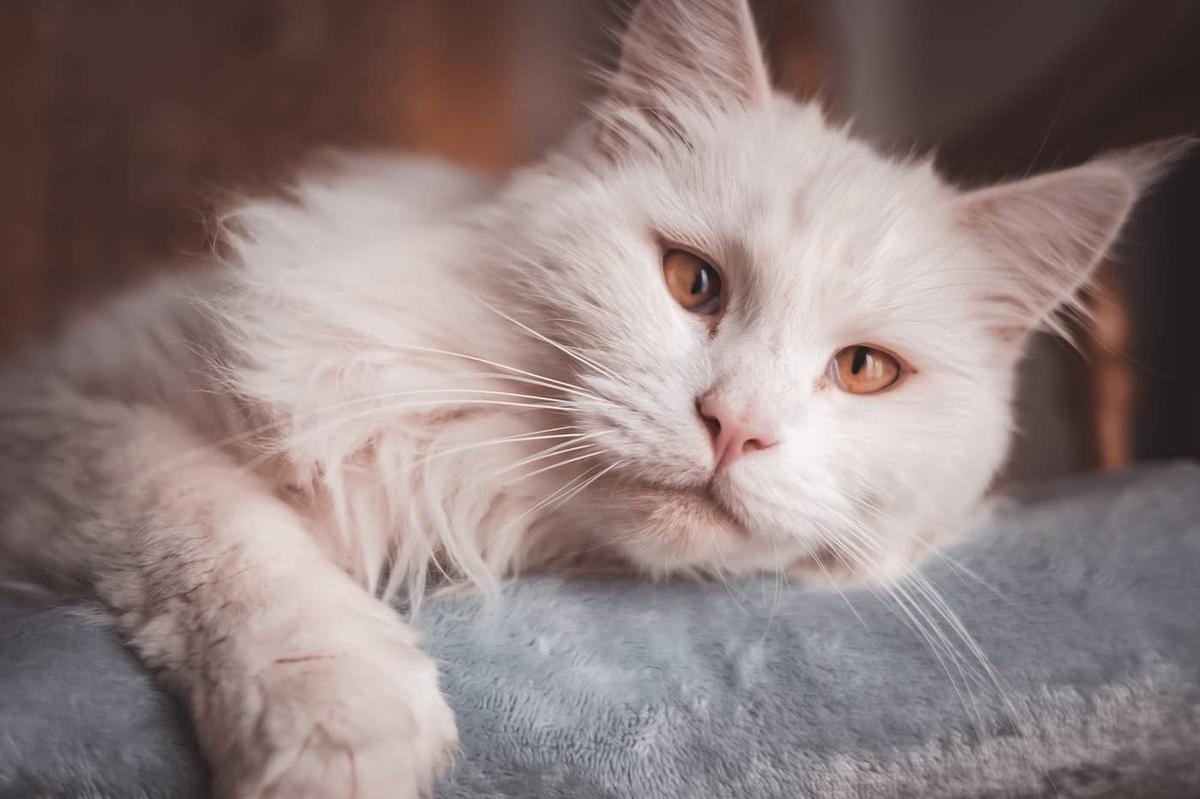  A white Maine Coon sitting on a chair.
