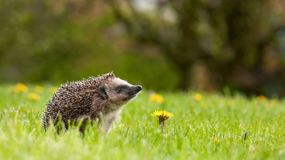 Tiny Hedgehogs Turn the Kitchen Sink Into Their Own Private Swimming Pool 