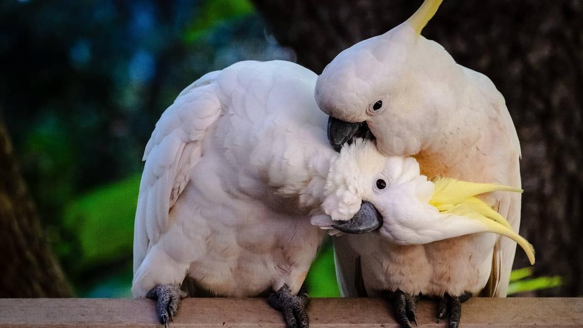 These Precious Wild Cockatoos 'In Love' Are Just Like an Old Married Couple 