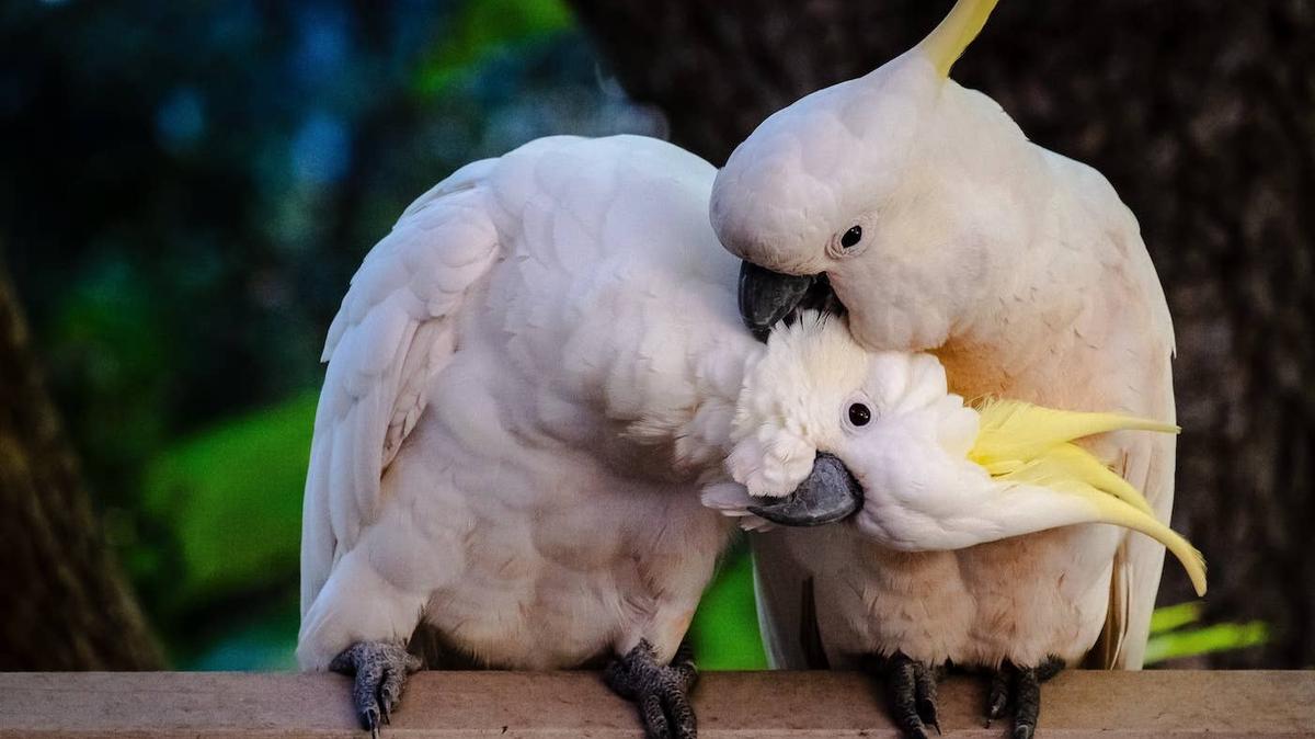 Two Cockatoos sitting together. 
