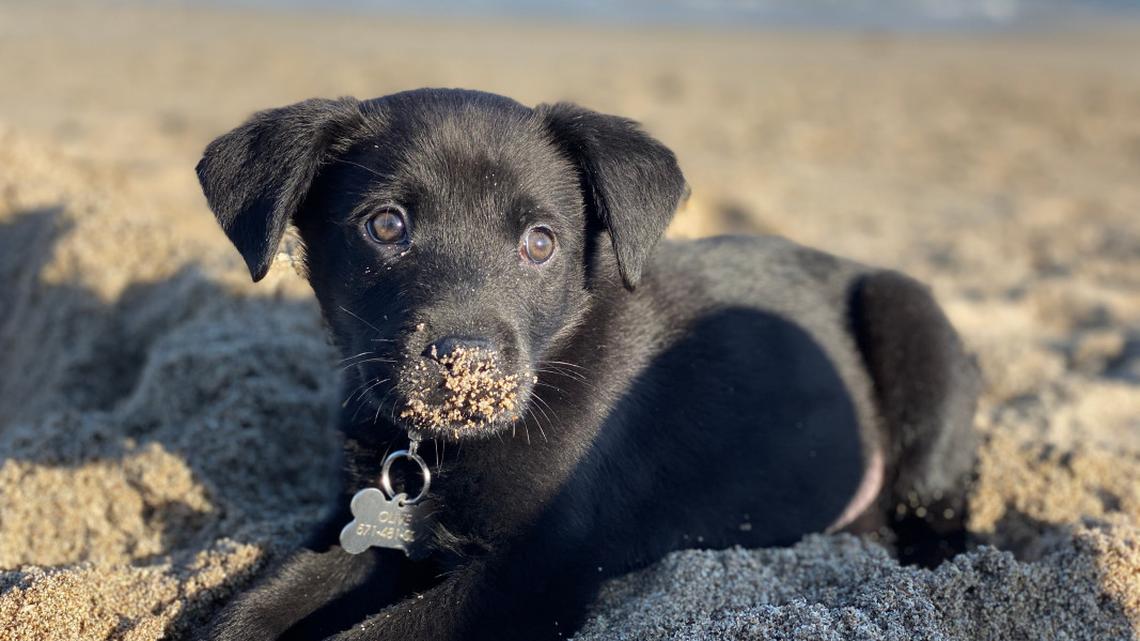 Black Labrador Puppy's Precious Dumbo Ears Go Viral on First Trip to the Beach 