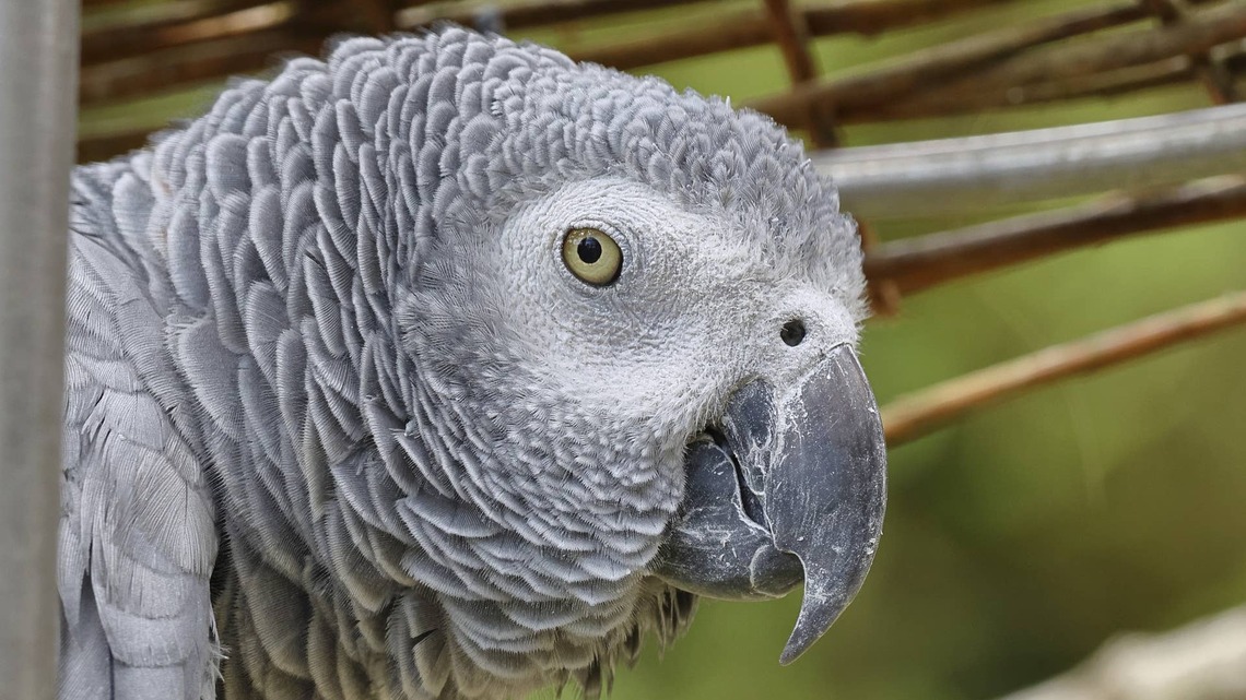 Parrot Perfectly Imitates Dad During Football Season, and It's Hilariously Accurate 