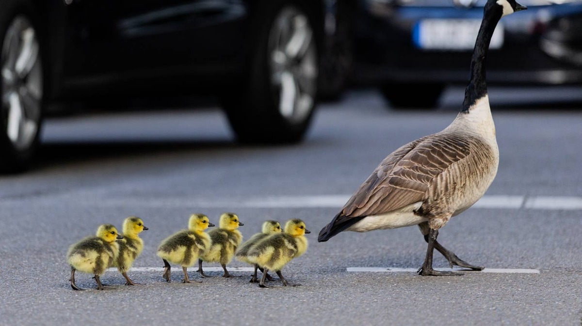 Canada goose family crosses road. 