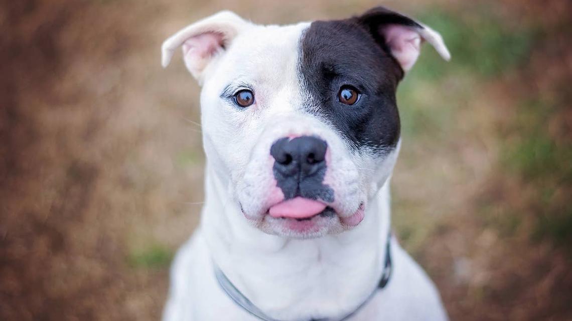 Pit Bull Mix Tries Creative Pup Cup Alternative-and It's Even Better in Slow Motion 