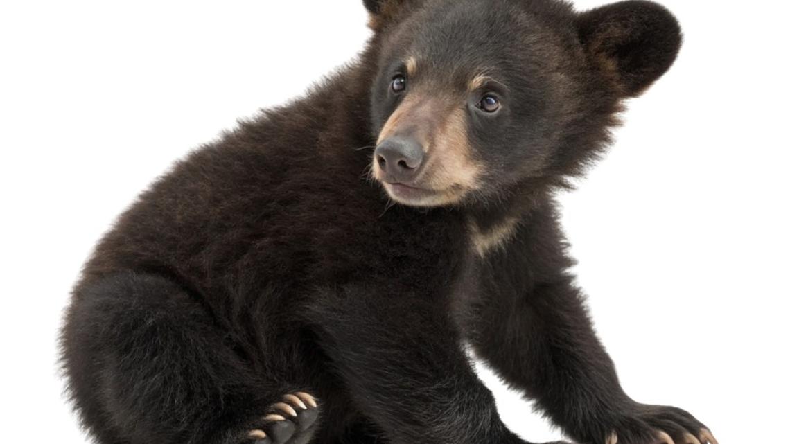 Tiny Bear Cub Rescued By NJ State Police Has the Entire Internet Smitten 