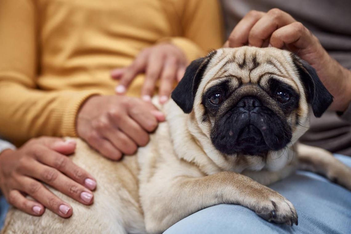  A small beginner-friendly dog laying on its owners lap. 