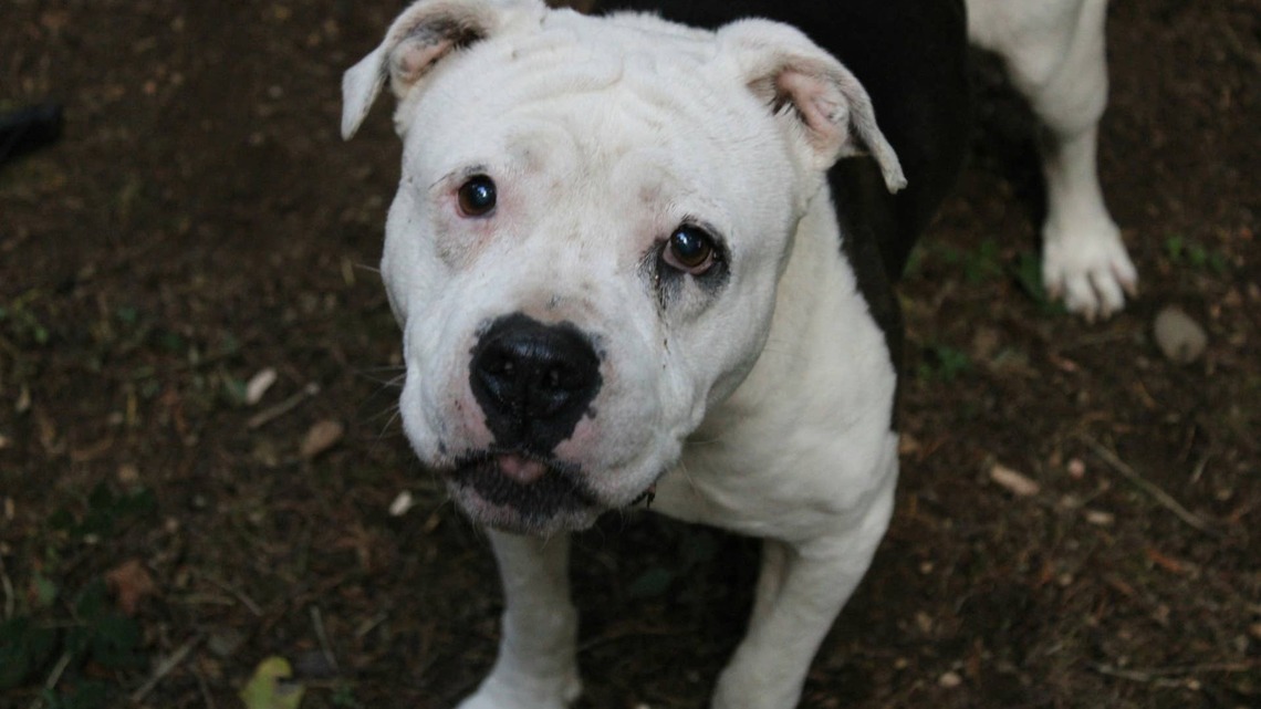 Senior Pit Bull Mix Meets New Mom Who Traveled 1000 Miles to Adopt Him