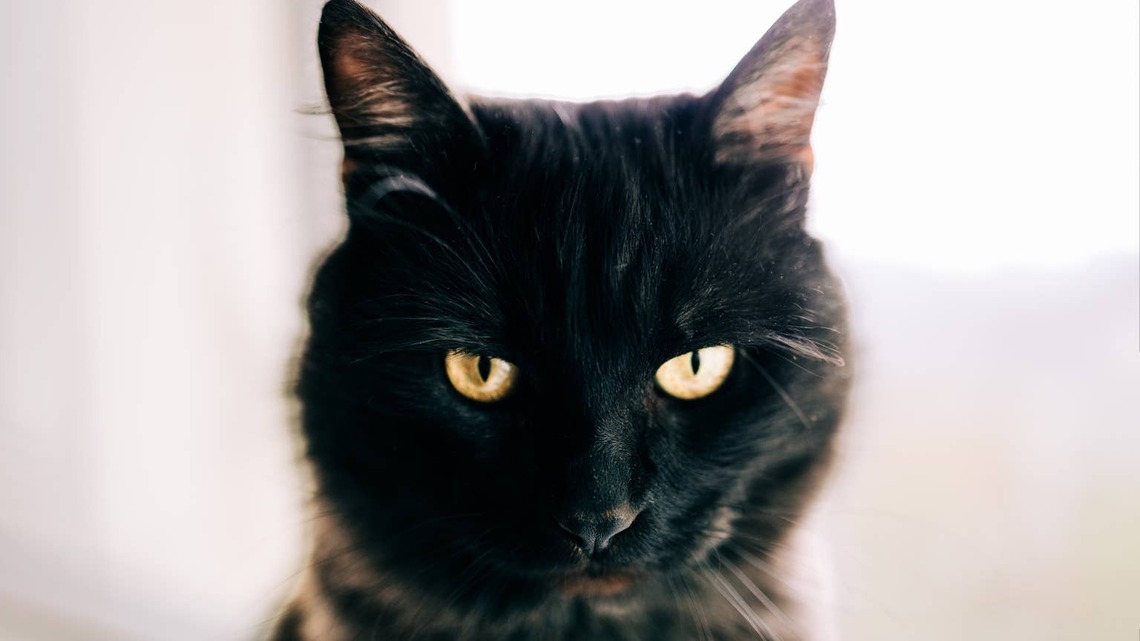 Why Does My Cat Stare at Me While I Sleep? 4 Explanations 