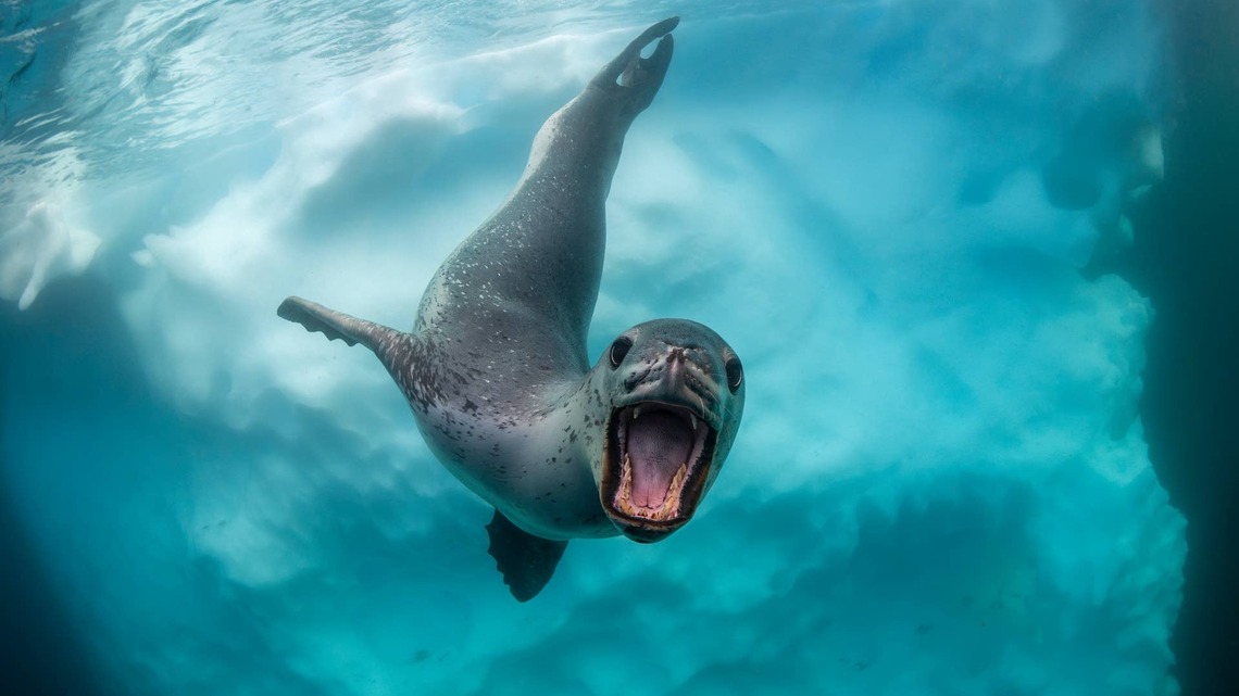 Seal Refuses to Let Go of Snorkeler's Fin, and Everyone Wants to Trade Places 