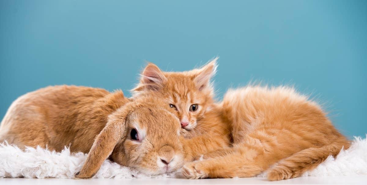  Ginger-colored cat and rabbit playing together.
