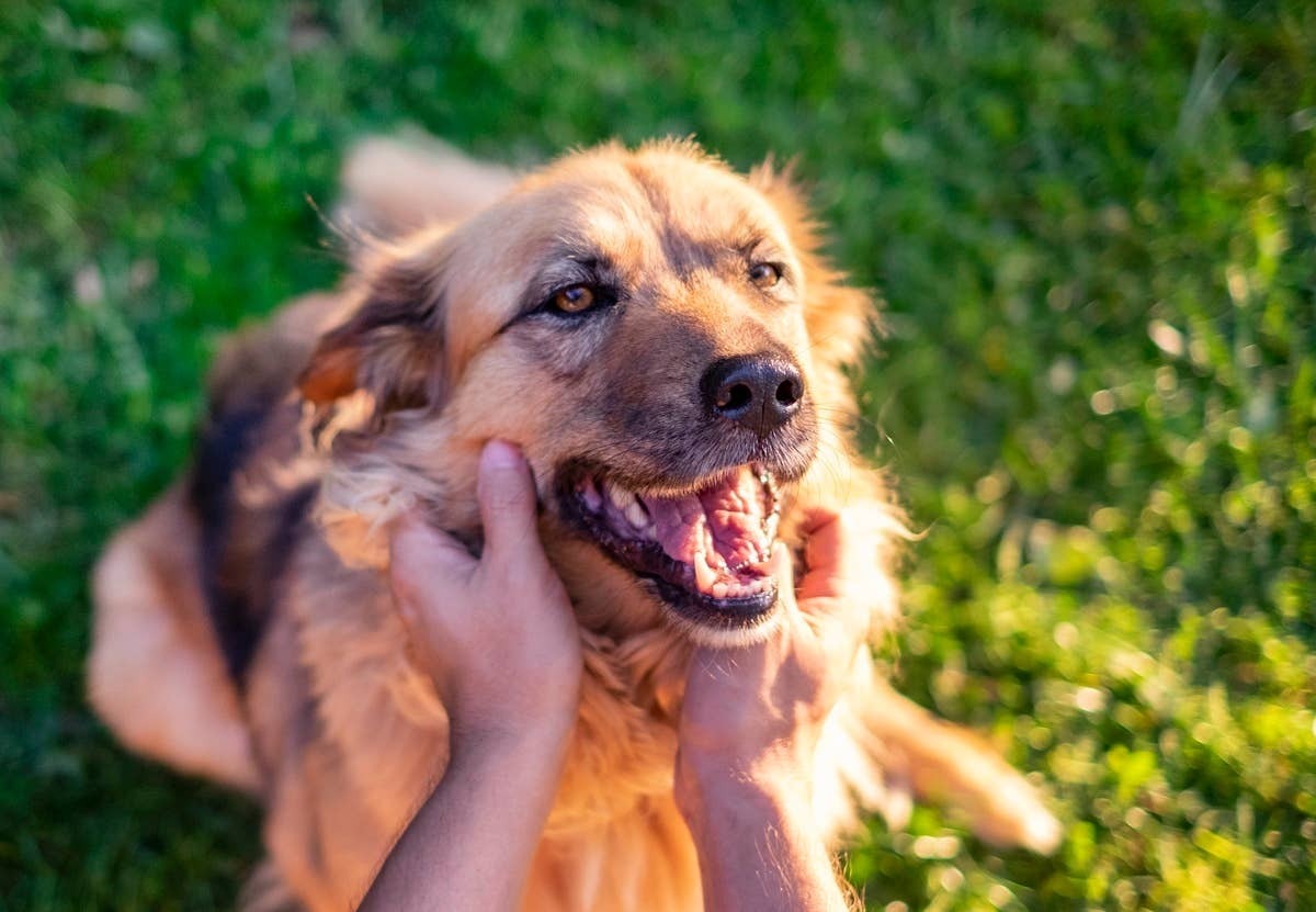 Some dogs are more in tune with their humans than owners realize.