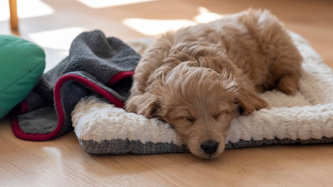 Mini Goldendoodle Puppy 'Dances While He Sleeps,' and It's Just Too Cute