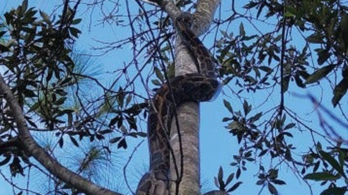 A study by the U.S. Geological Survey looked at how Burmese pythons use trees for habitat in the Everglades, specifically Big Cypress National Preserve.