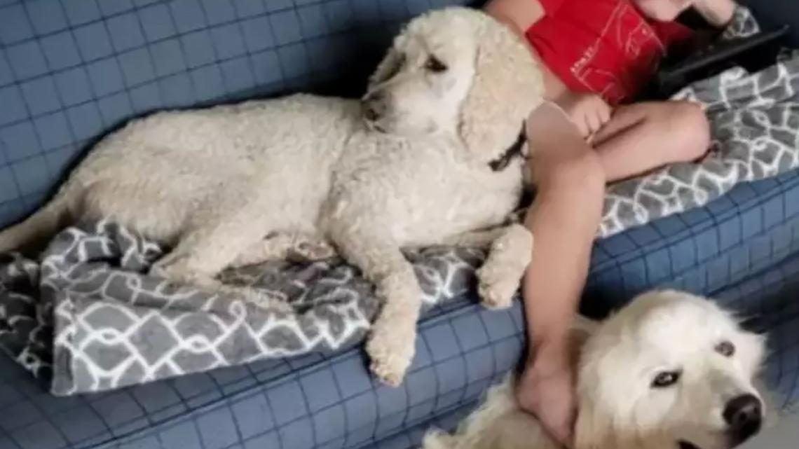 Minnesota Man Allegedly Lured Neighbors' Dogs Before Shooting Them 