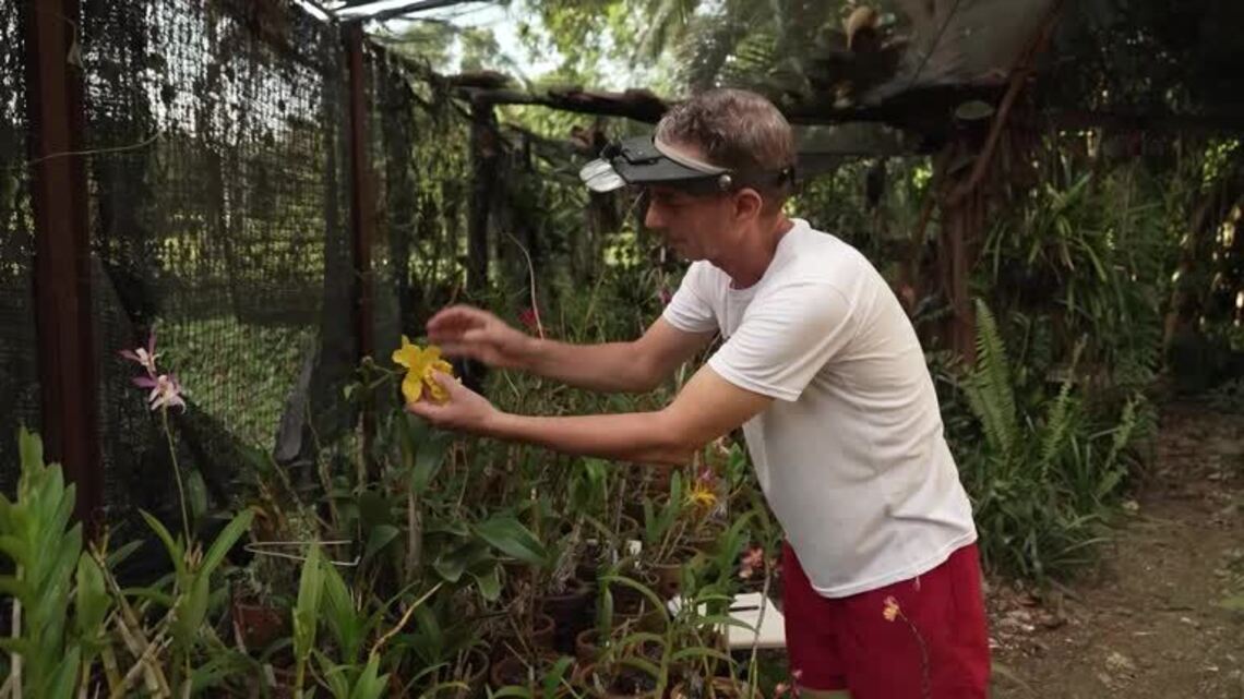 Cuban orchid grower breeds beauty in time of crisis