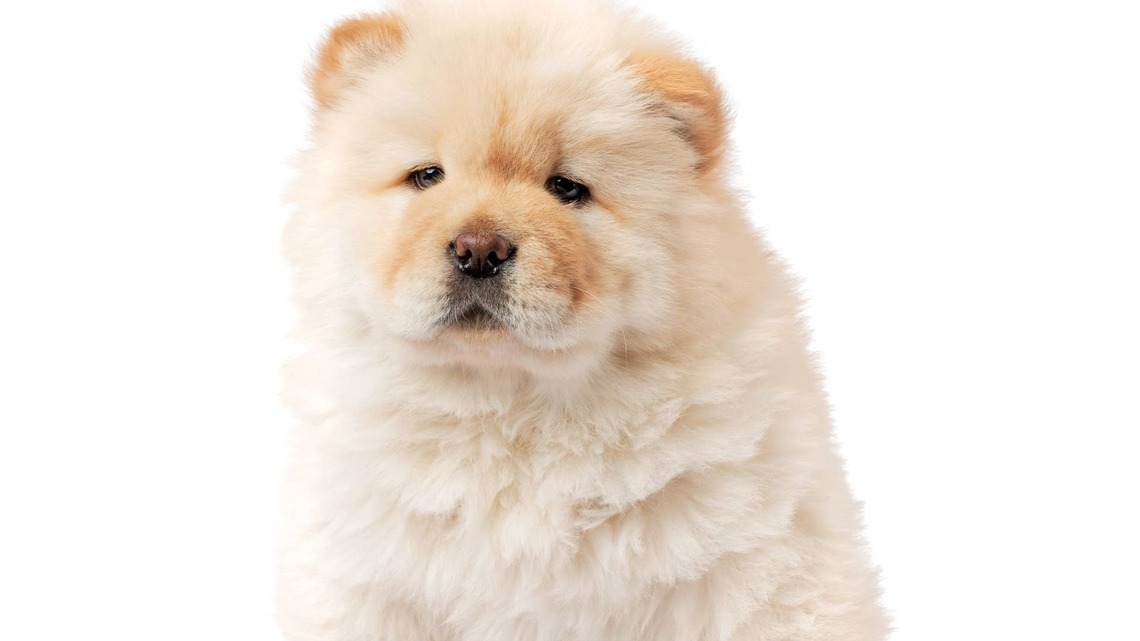 Chow Chow Puppy Is the Cutest 'Fluffy Cloud,' and She'll Instantly Brighten Your Day 