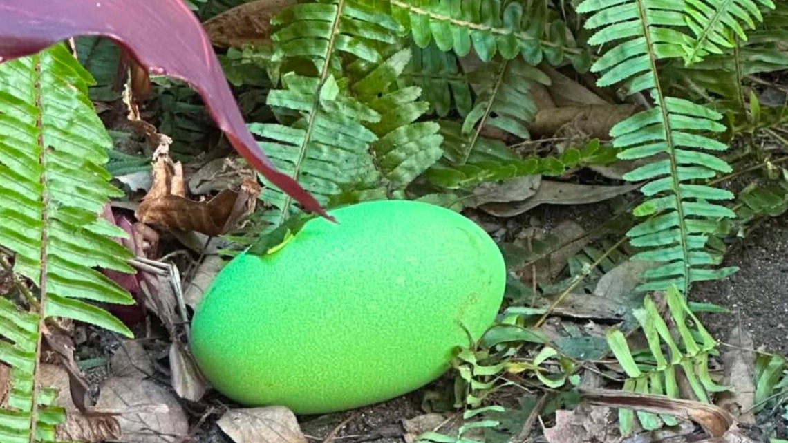 Zoo Finds 2 Fluorescent Green Eggs in Cassowary Habitat and It's the First Time in 34 Years 