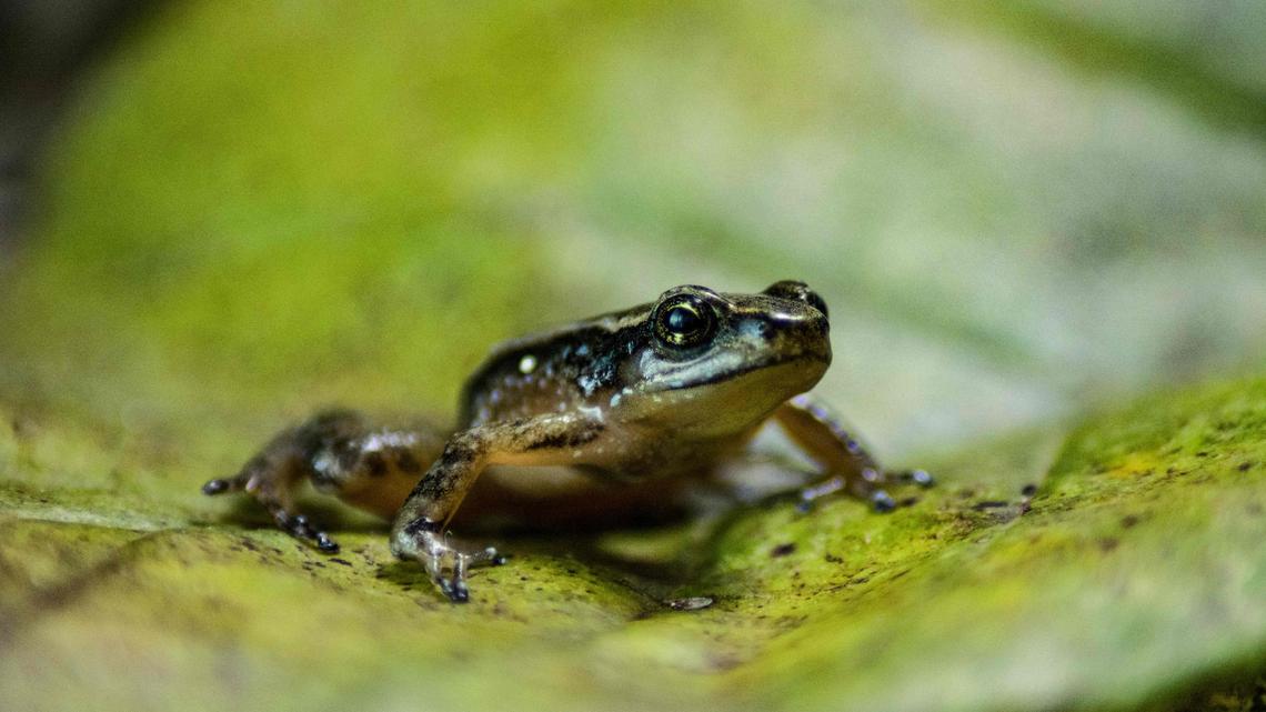 TOPSHOT - View of a specimen of the Mucuchies frog (Aromobates zippeli), an endangered species, in Merida, Merida state, Venezuela, on April 11, 2022. - The Mucuchies frog, a small amphibian that only inhabits a reduced area of the Venezuelan Andes, has found a hope in a reproduction project which has practically revived this little known species on the verge of extinction. (Photo by Miguel ZAMBRANO / AFP) (Photo by MIGUEL ZAMBRANO/AFP via Getty Images)