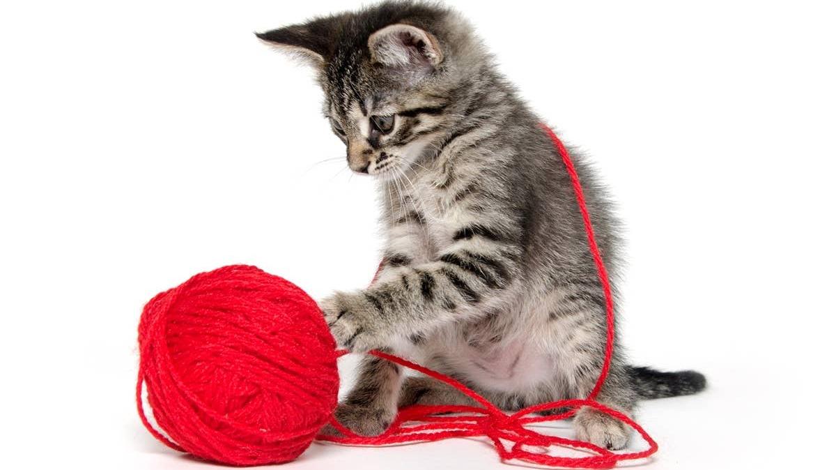 A playful kitten playing with yarn. 