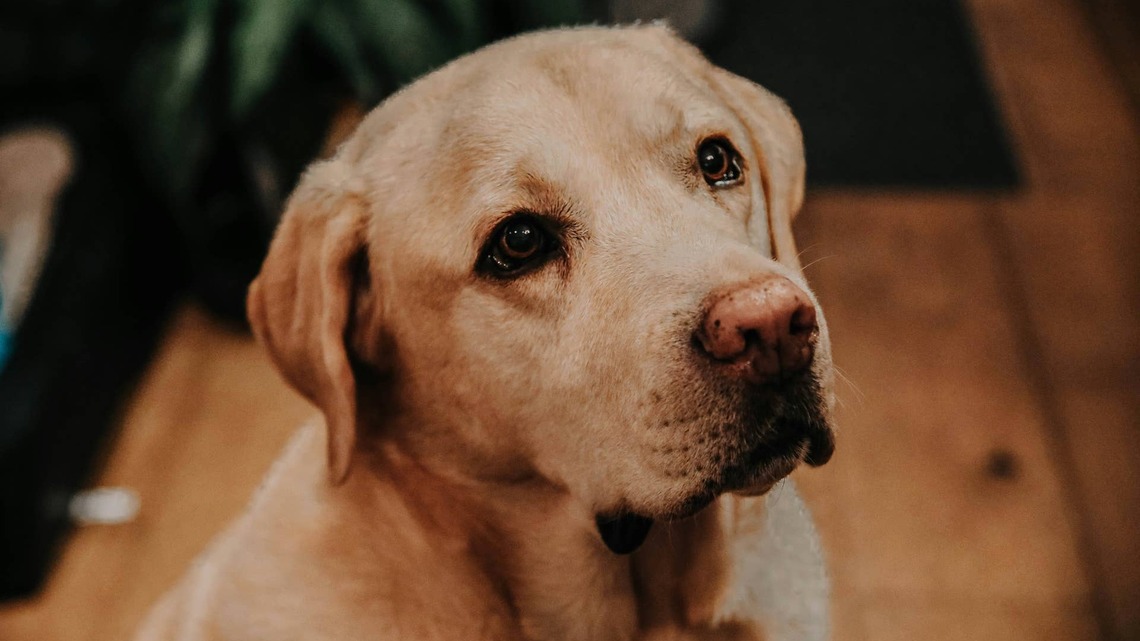 Labrador Refuses to Get on Her Bed Until Her 'Blankie' Is Folded