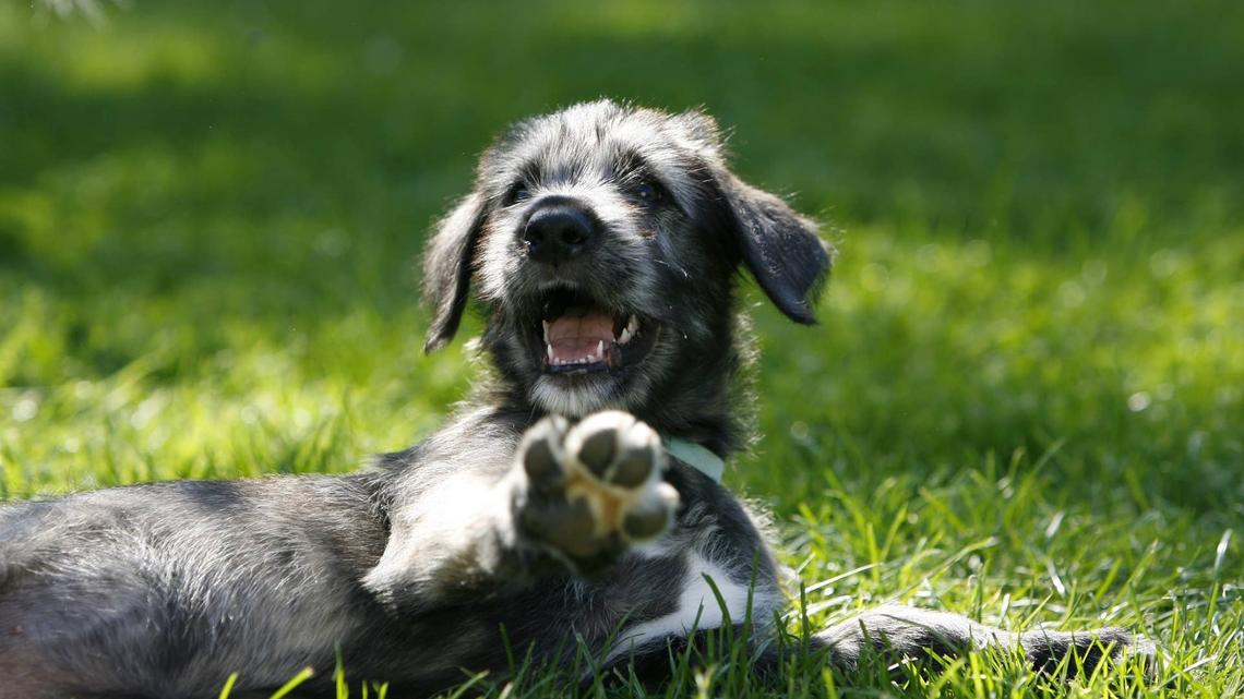 Irish Wolfhound Becomes the Gentle Giant ‘Mom' to a Group of Baby Goats 