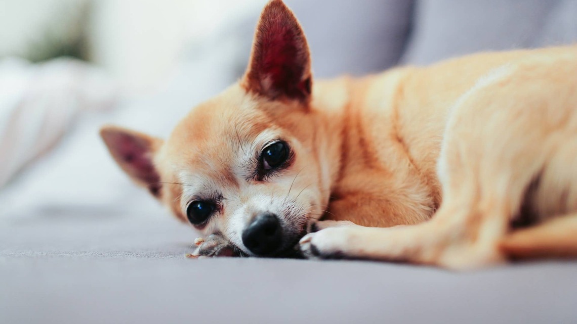 Sweet 'Old Man' Chihuahua Doesn't Have a Single Adoption Application, and All He Wants Is to Be Loved 