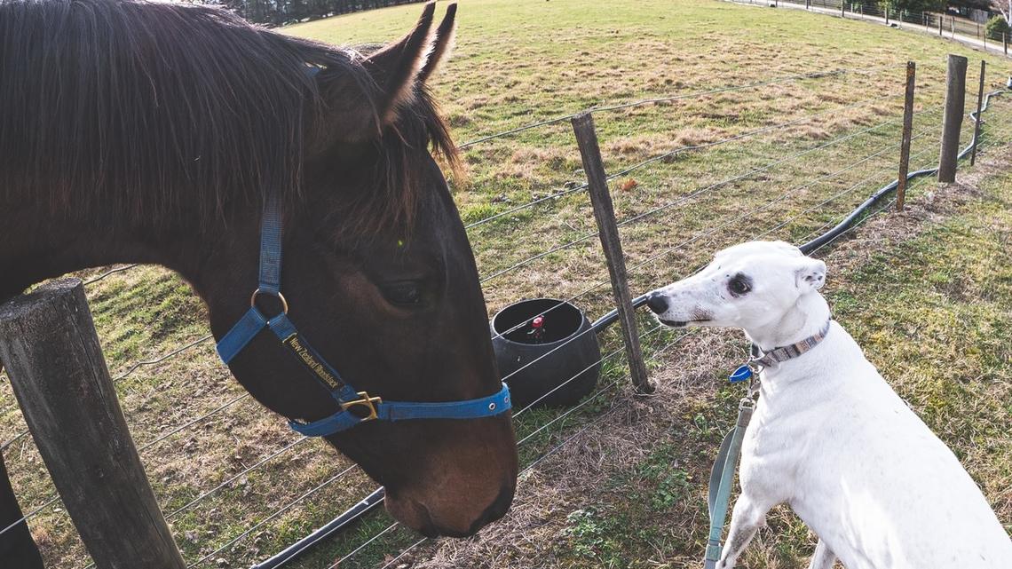 Beautiful Horses' Sweet Greeting for Family's New Rescue Greyhound Is Everything 