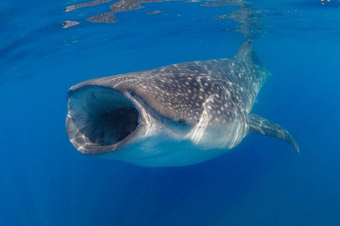  Whale shark swimming and feeding. 