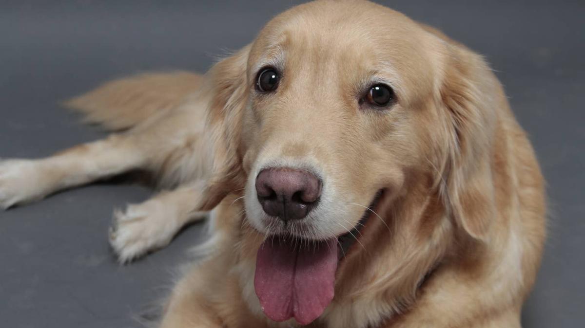 Golden Retriever. 