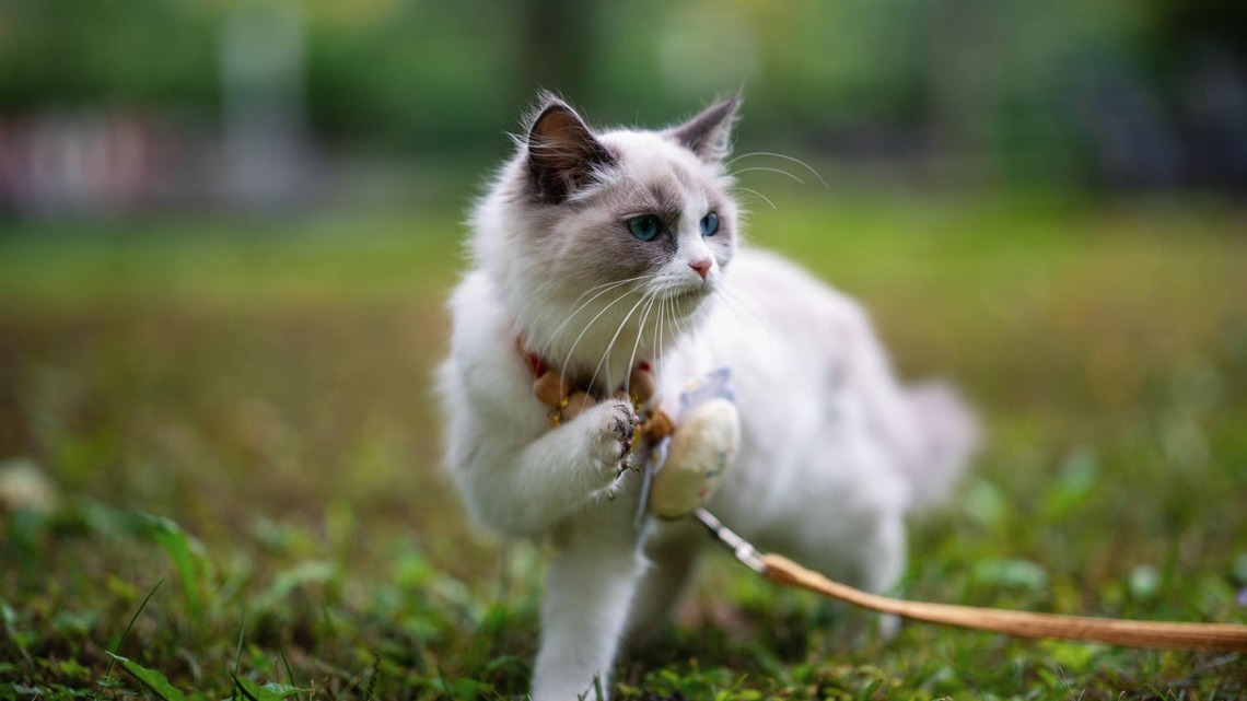 Ragdoll Cat Heads Out on the Cutest Forest Expedition 