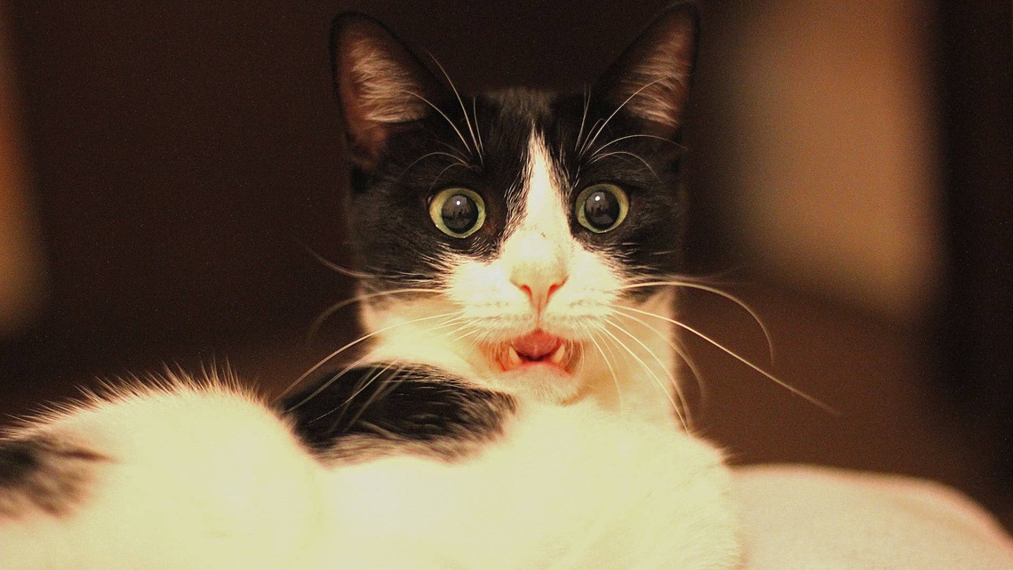 Tuxedo Cat Attacks a Chick-fil-A Container With ZERO Respect for Whose Dinner It Is 