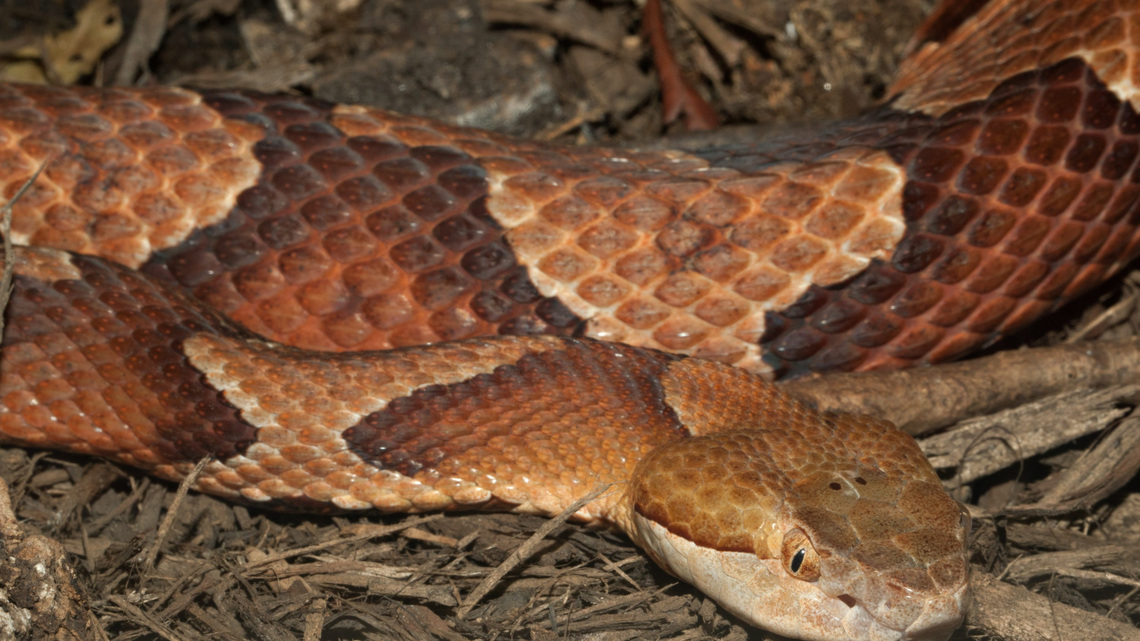 These SC animals are good at hunting and eating copperhead snakes
