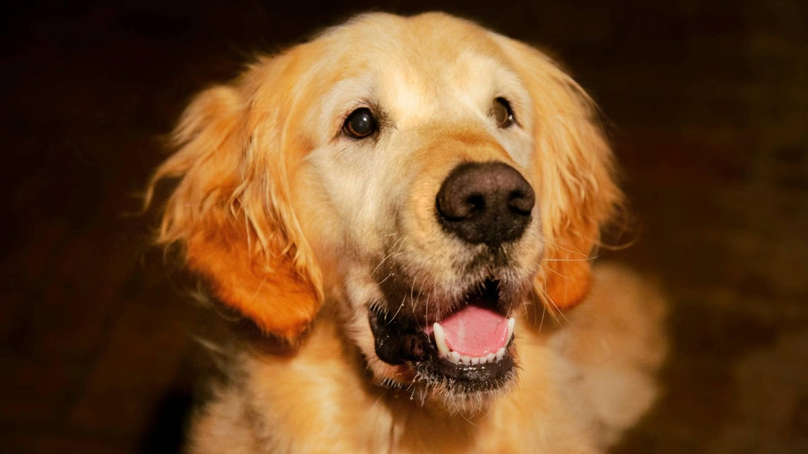 Golden Retriever Comes With an Unexpected 'Chewbacca Upgrade,' and It's Just Too Cute 