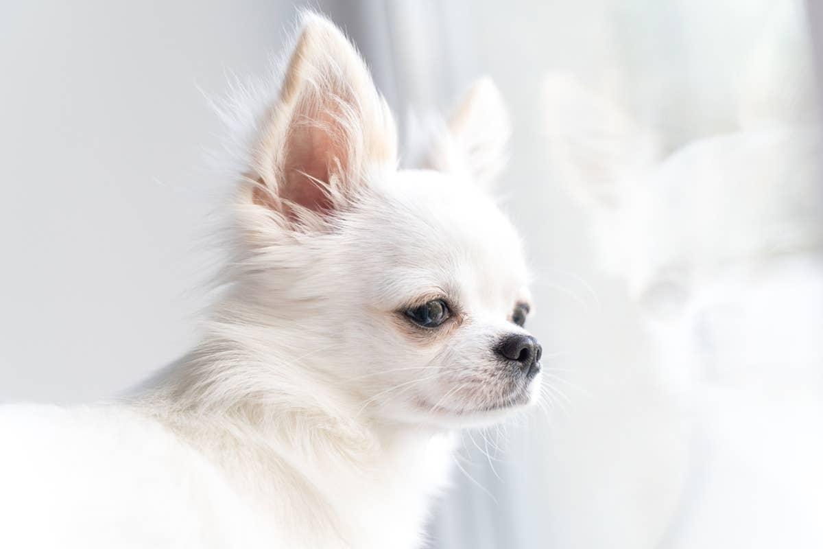  An alert Chihuahua overwhelmed by all the noise in an apartment building.