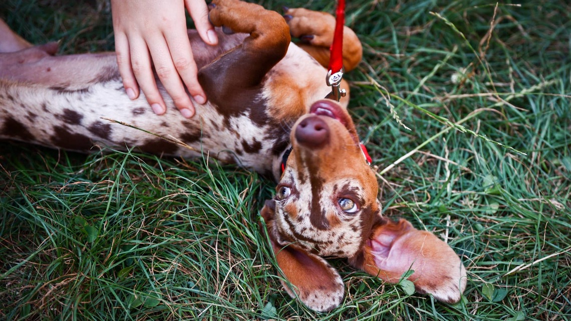 Sweet Dapple Dachshund Looks Like the Most Yummy Caramel Drizzle