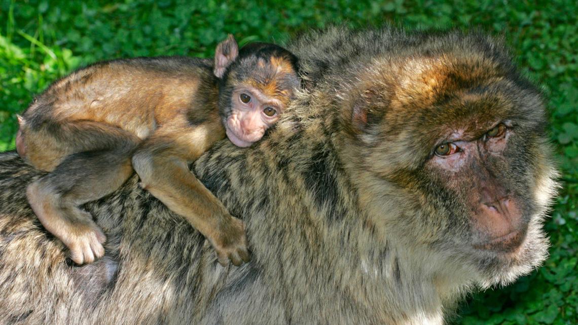 Punch the Baby Monkey Hitches a Ride on New Bestie's Back and It's Giving Us the Feels 