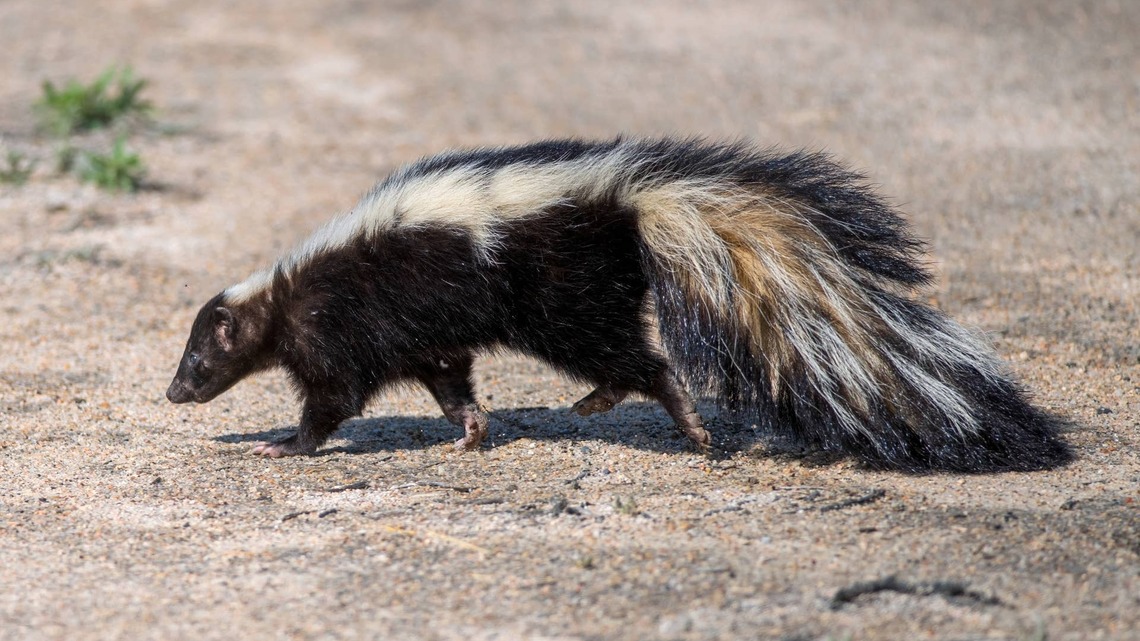 Officer Uses a Shovel To Rescue Trapped Skunk and Deserves a Medal for Bravery 
