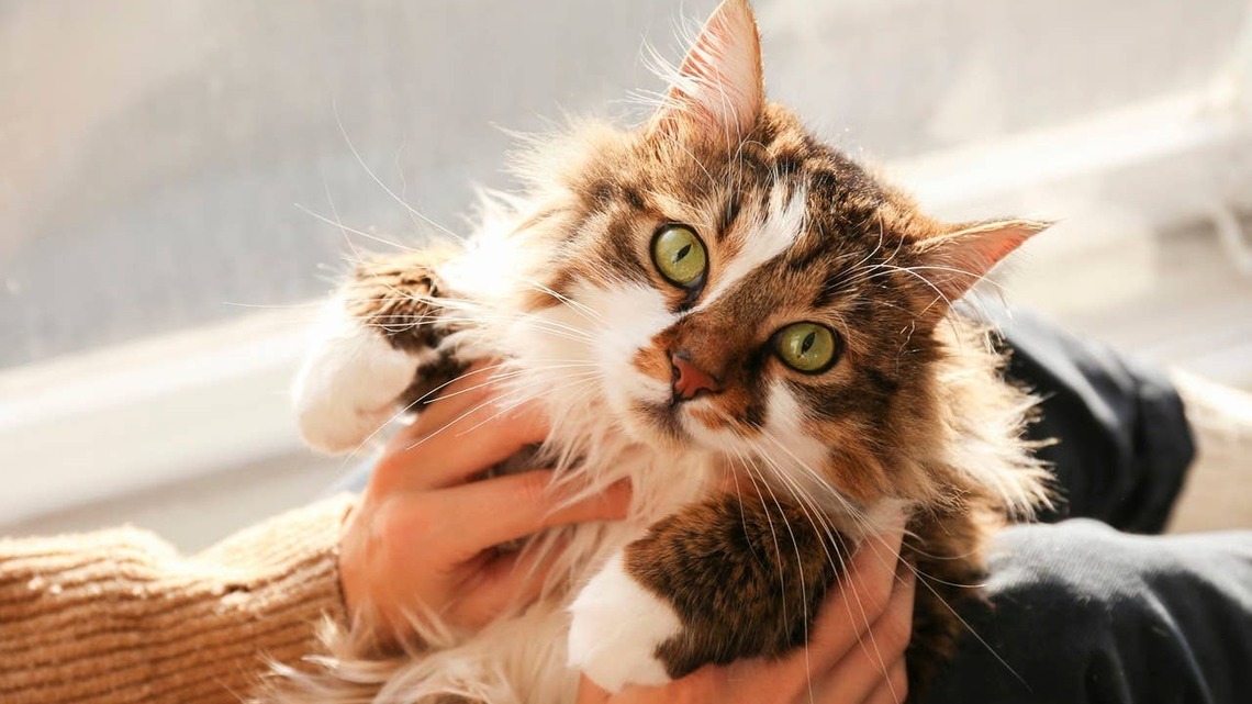 7 Ways to Tell If Your Cat Is Happy When They Can't Tell You, According to Experts 
