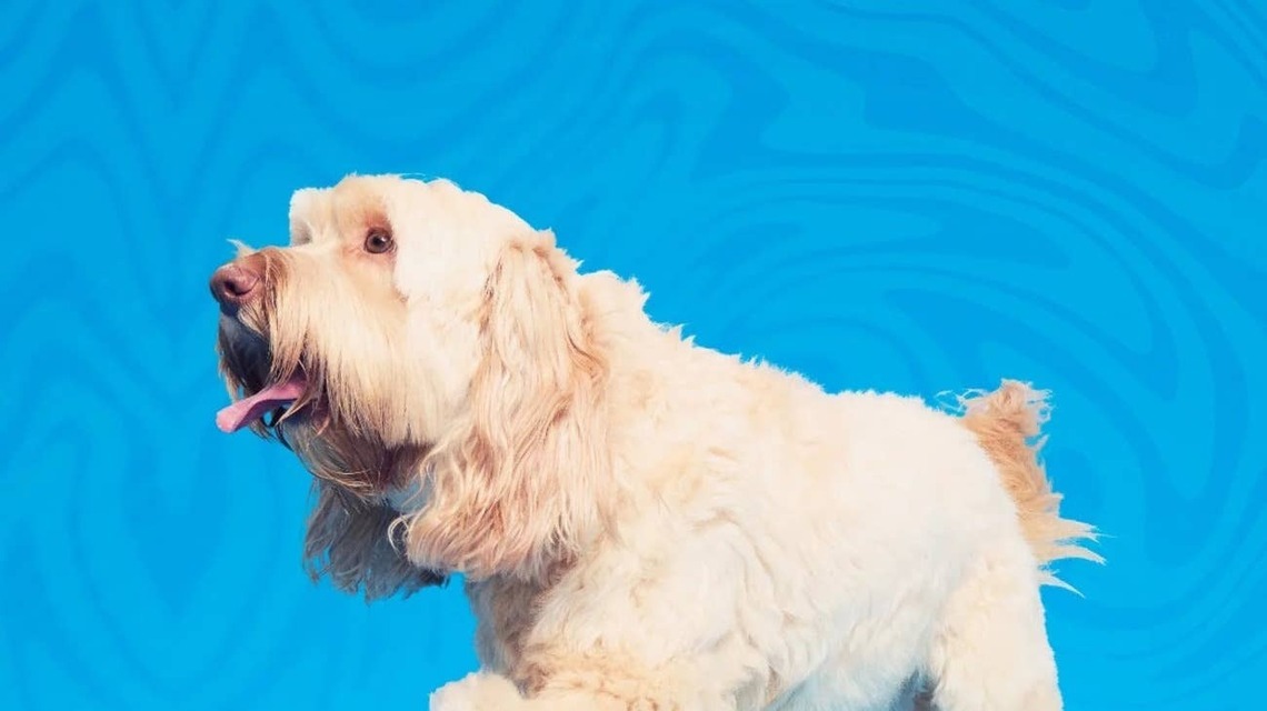 Bark and Crocs Just Turned Their Sold-Out Pet Shoe Collab Into an Entire Dog Lifestyle Collection You Need to See 