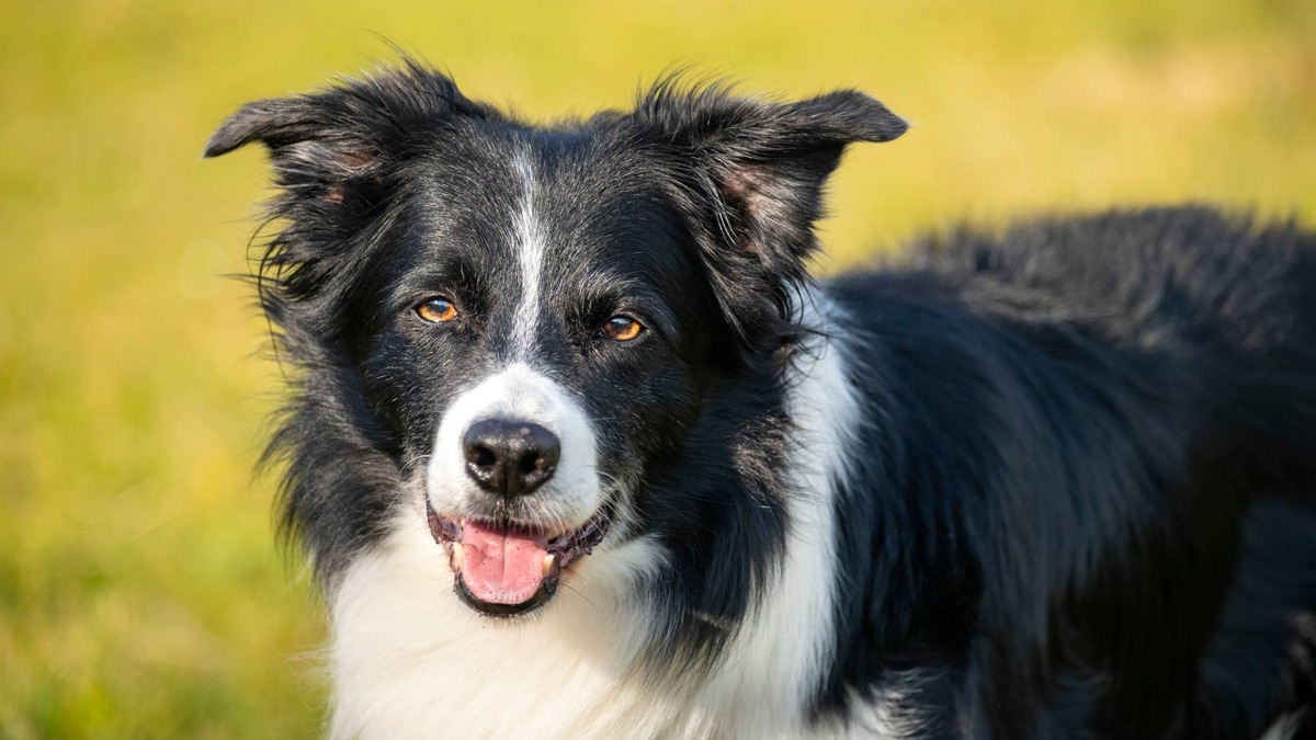 Smart Border Collie Can Barely Contain Himself While Showing off His ...