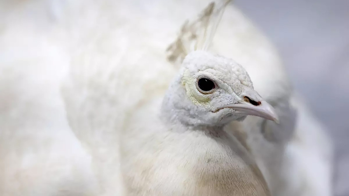 Pasadena peacock beaten by postal worker, video shows; neighbors outraged 
