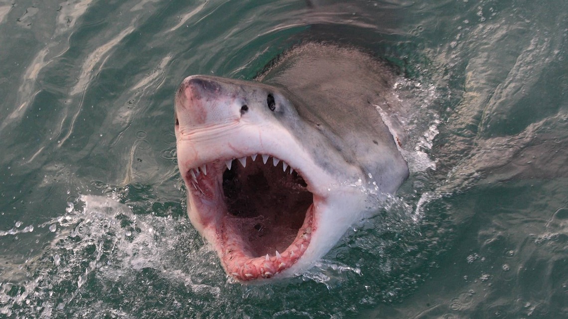 ‘Kill the Shark': Western Australia Issues Rare Great White Hunt After Fatal Attack 