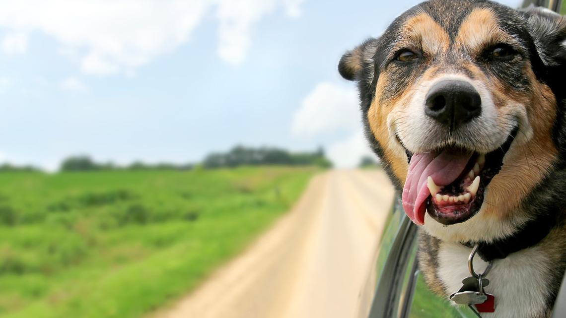 Can your dog stick their head out the window while you drive? What WA law says