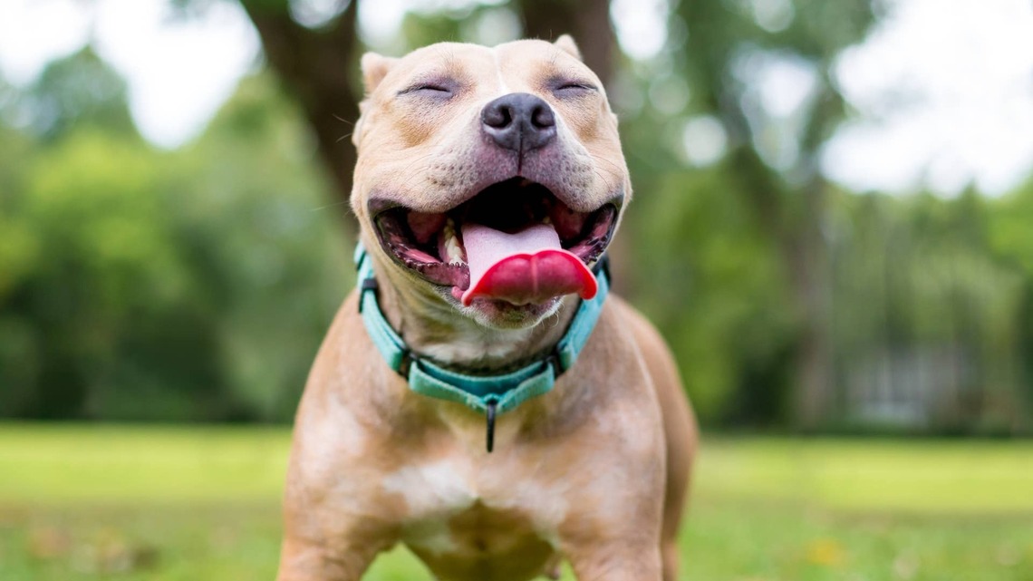 Rescue Pitties Are Waiting for a Second Chance, and You Can Help Make It Happen This October 