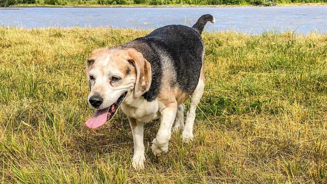 Senior Beagle Returned to Shelter 12 Years After Being Adopted Still Has So Much Love to Give 